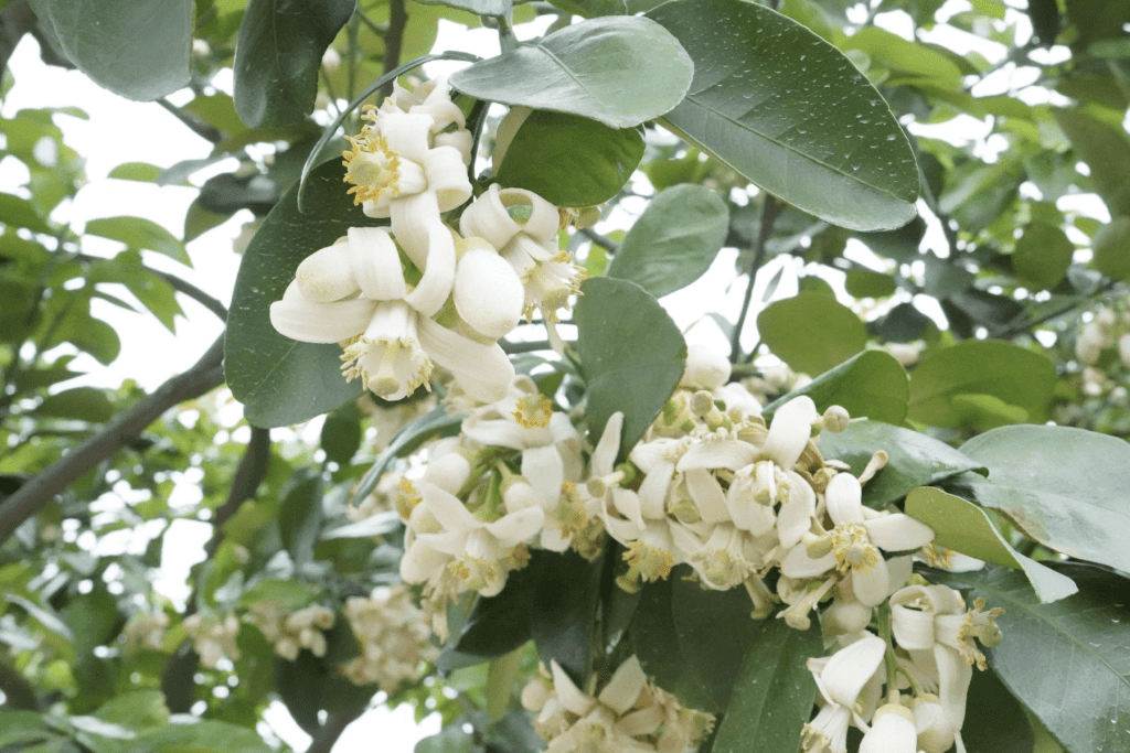 雪白柚花盛開     新北八里秘境美到爆     還能打卡抽好禮
