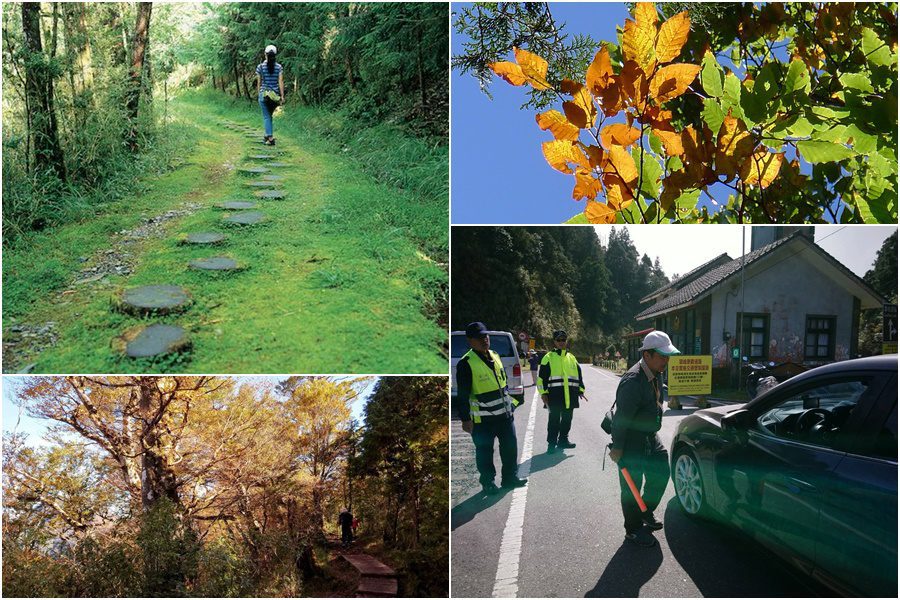 影音/因應太平山台灣山毛櫸旺季 將實施交通管制