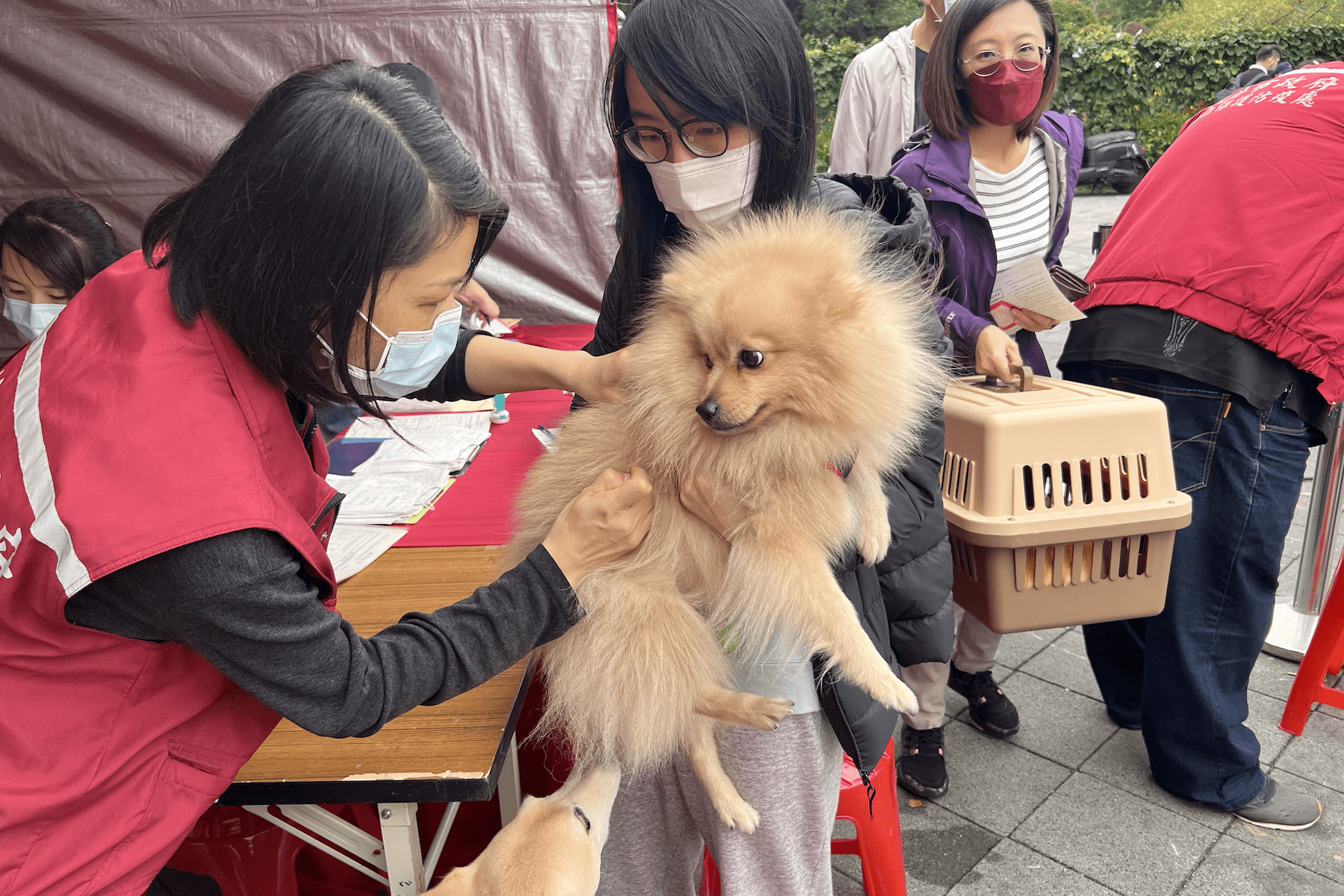 手作、音樂、認養三合一     新北寵物音樂會即將熱鬧登場