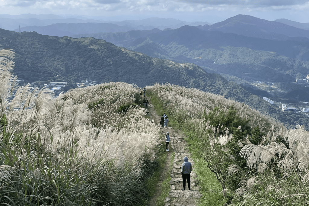 新北九份芒花季浪漫登場     銀白芒花海交織蔚藍海景     壯麗景緻超療癒