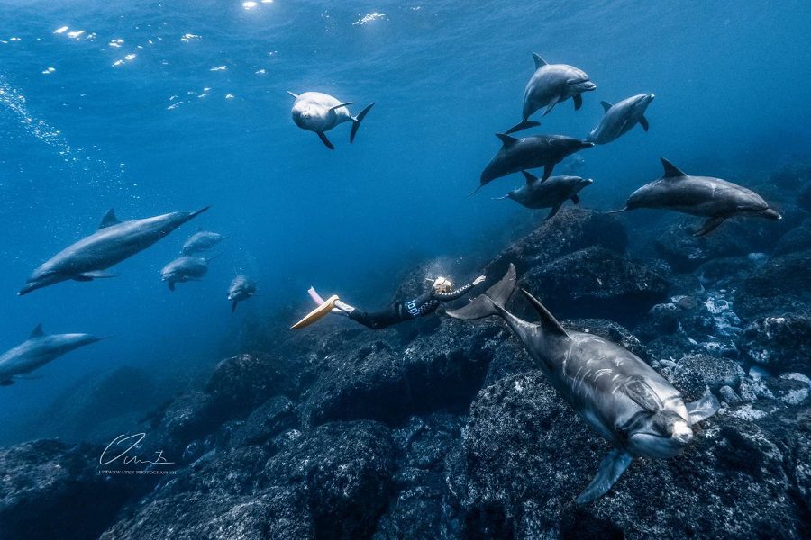 吸鯨達人彈頭潛入日本御藏島 用行動實踐海洋永續之美
