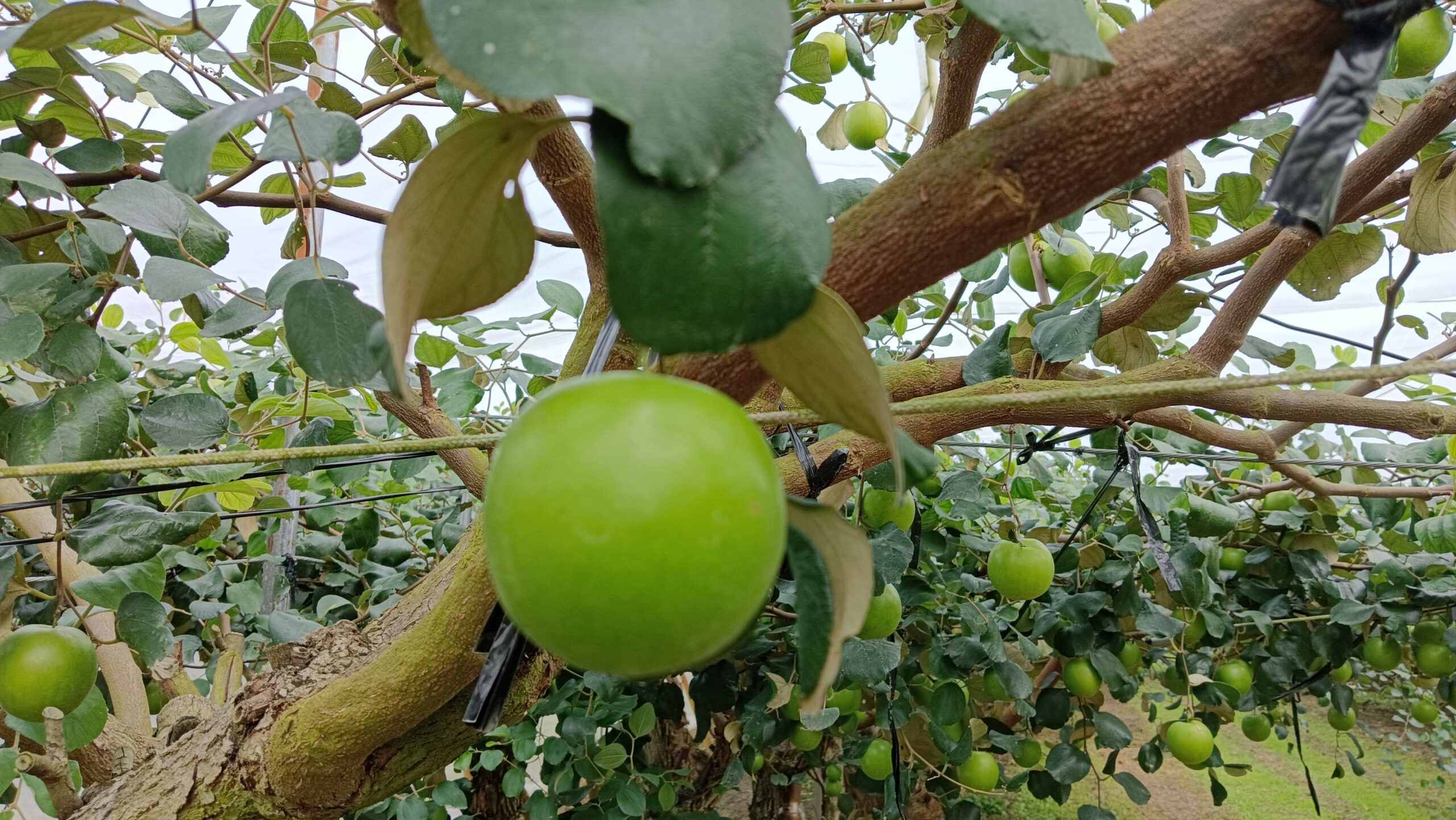 新春送禮　棗到幸福最好