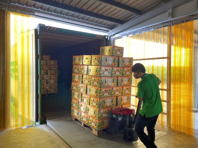 台日老蕉情　屏東香蕉出口日本東京都高齡照護機構