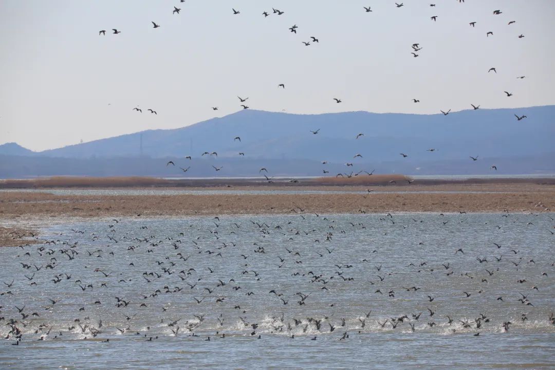 碧波蕩漾、百鳥翔集　薊州濕地呈現「觀鳥大年」