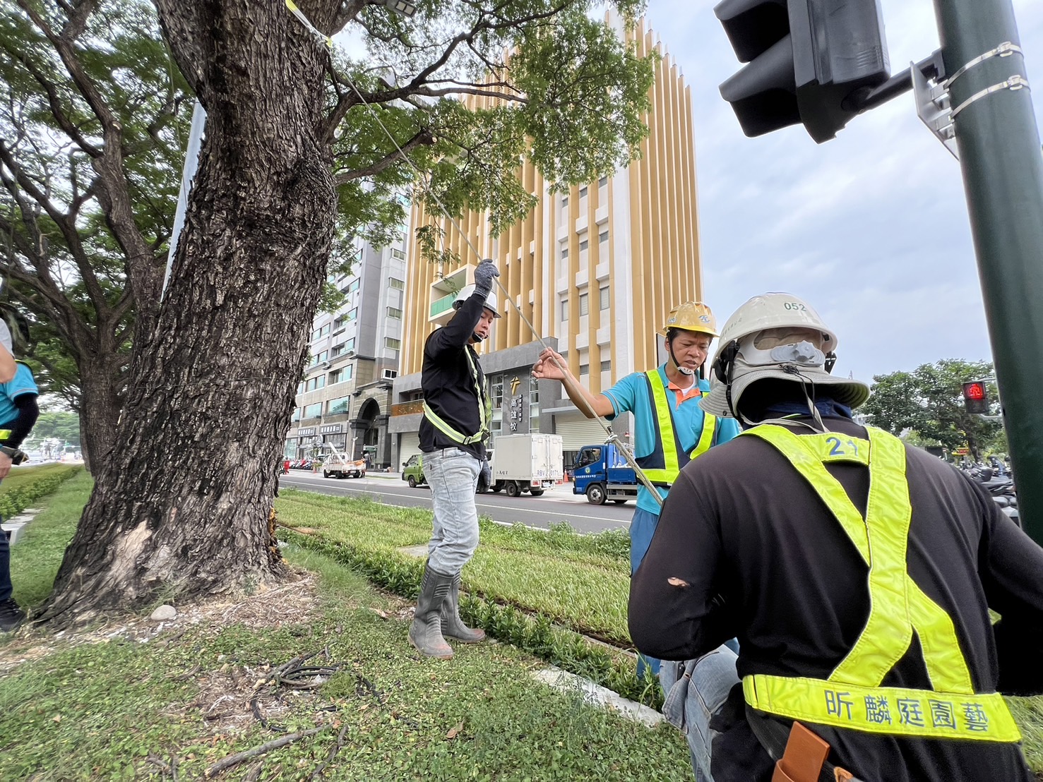 山陀兒颱風來襲　高雄輕軌加強整備與沿線雨豆樹纜索固定護樹作業